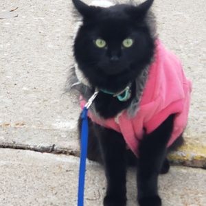 Meet your Posher, Dorothy